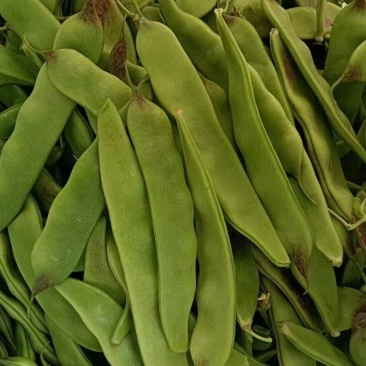 辽宁锦州北镇油豆一点红