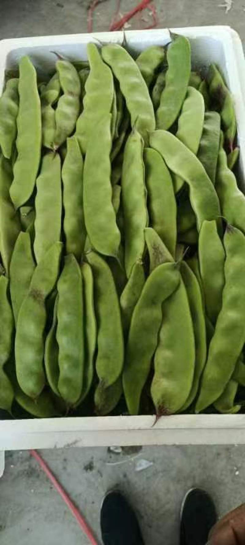 辽宁锦州北镇油豆一点红