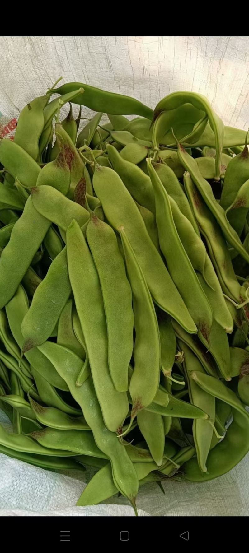 辽宁锦州北镇油豆一点红