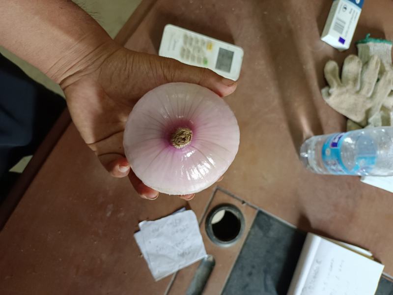 红皮洋葱圆葱头，大量上市，种植基地，货源充足优质葱头