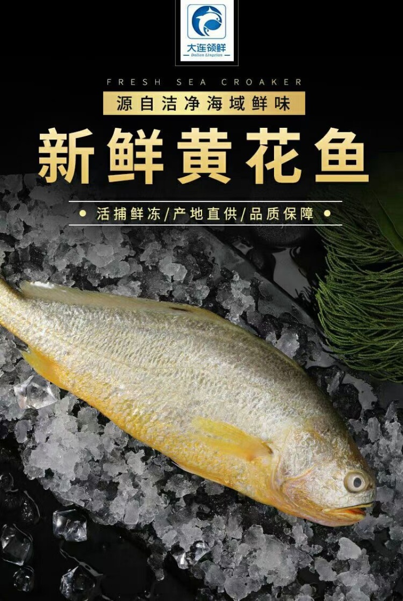 包邮特惠鲜大黄花鱼，试吃3条89元，可批发价格冷链包邮