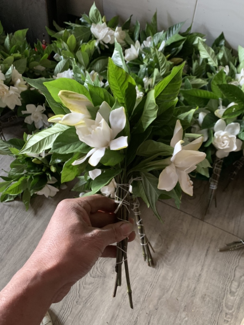 栀子花鲜切花.把把儿花大量出售需要的老板请联系我，