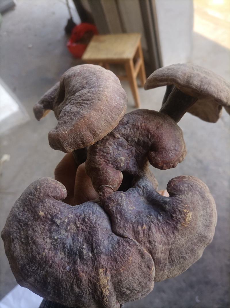 赤灵芝