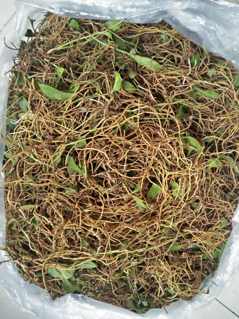 新货大量上市，野生精品鲜一支箭，欢迎订购。