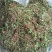 新货大量上市，野生精品鲜一支箭，欢迎订购。
