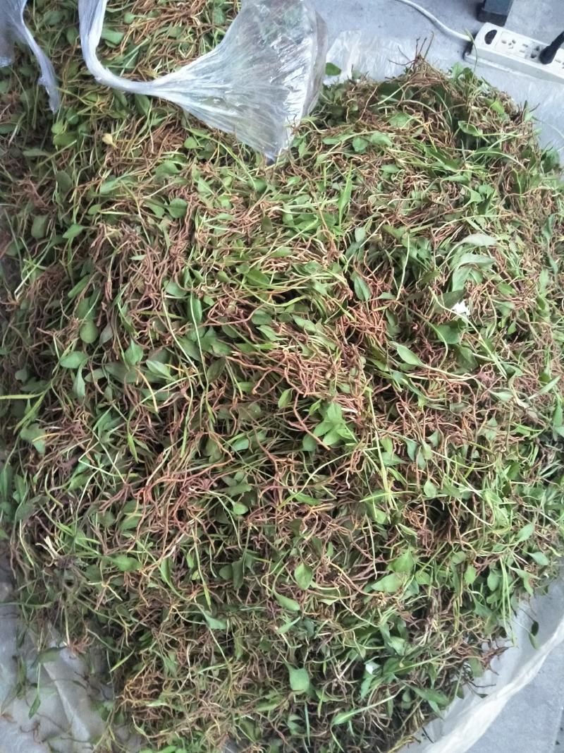 新货大量上市，野生精品鲜一支箭，欢迎订购。