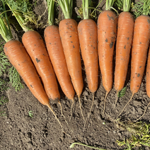 众禾农业：专业土萝卜供应各大电商平台以及批发市场