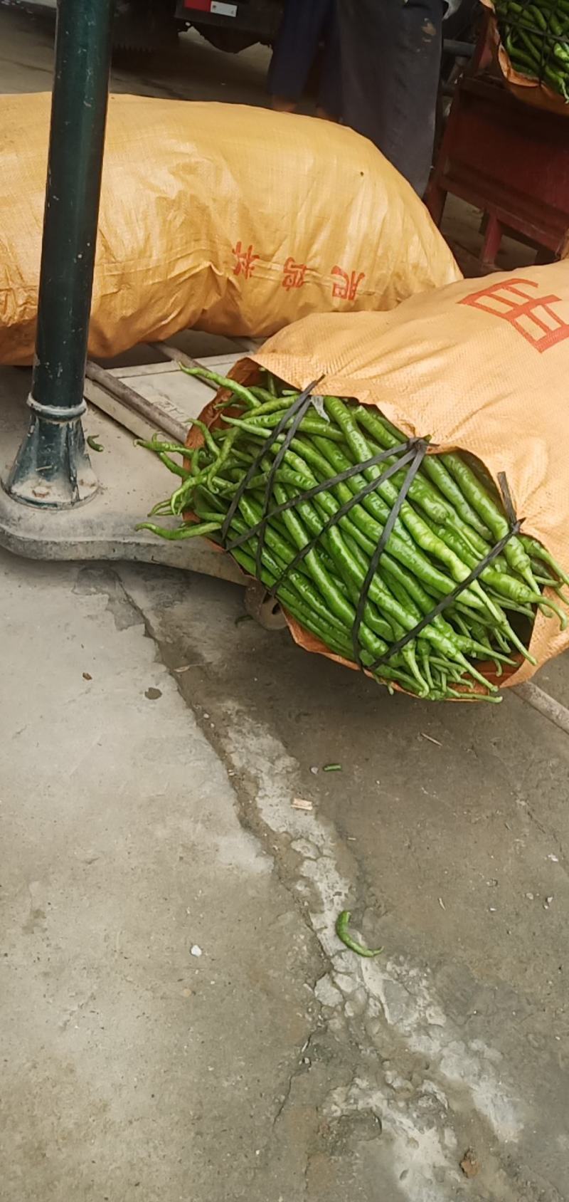 八号椒，质量很好，大面积基地，大量上市