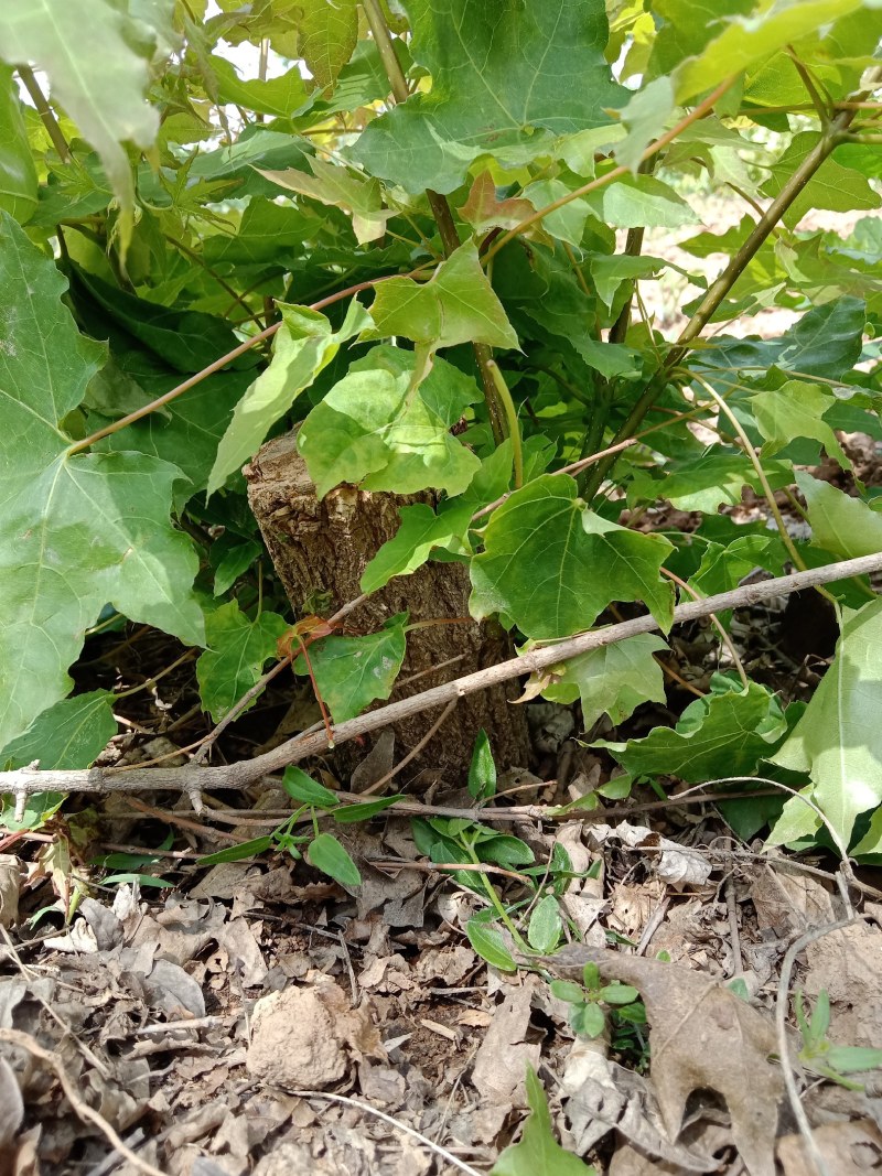 盆景桩子枫树桩子熟桩量大从优根系很好