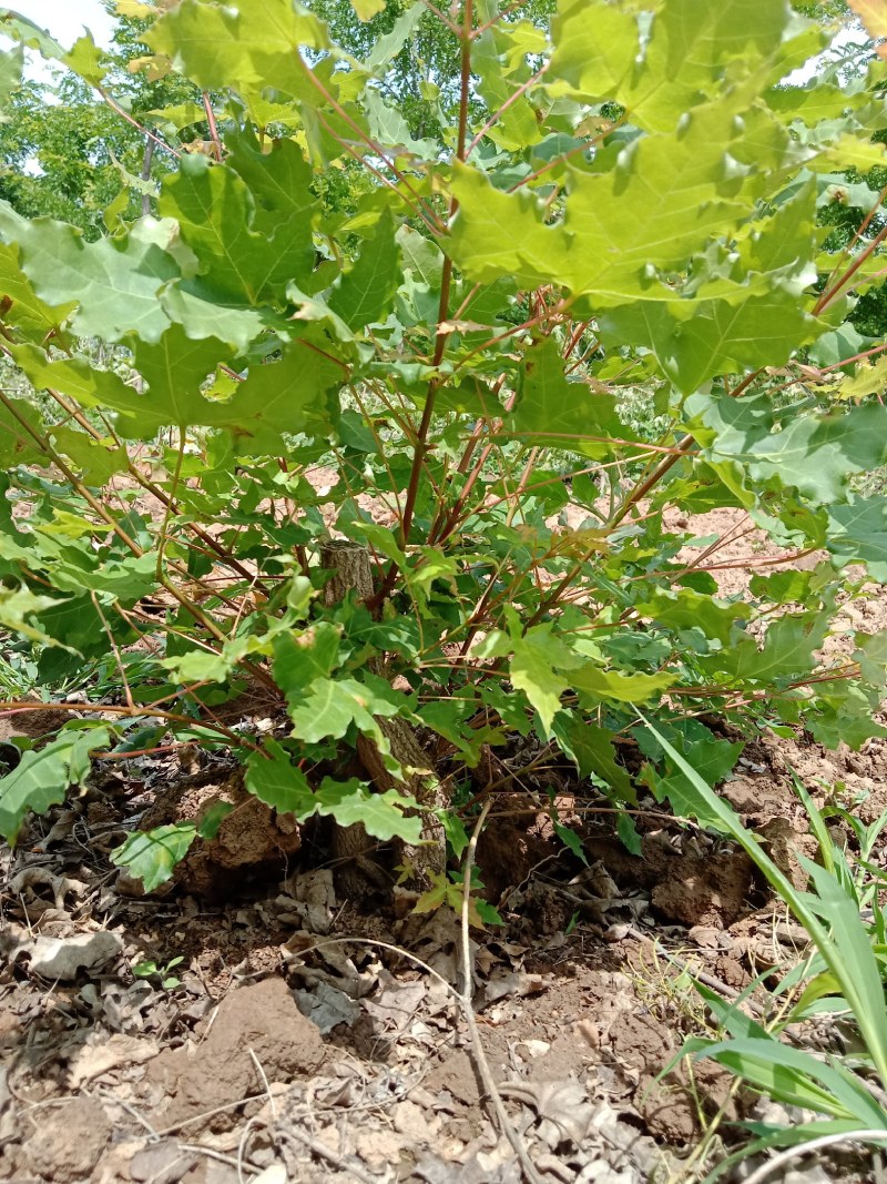 盆景桩子枫树桩子熟桩量大从优根系很好