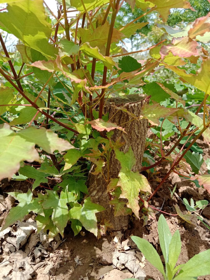盆景桩子枫树桩子熟桩量大从优根系很好