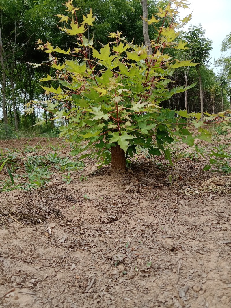 盆景桩子枫树桩子熟桩量大从优根系很好