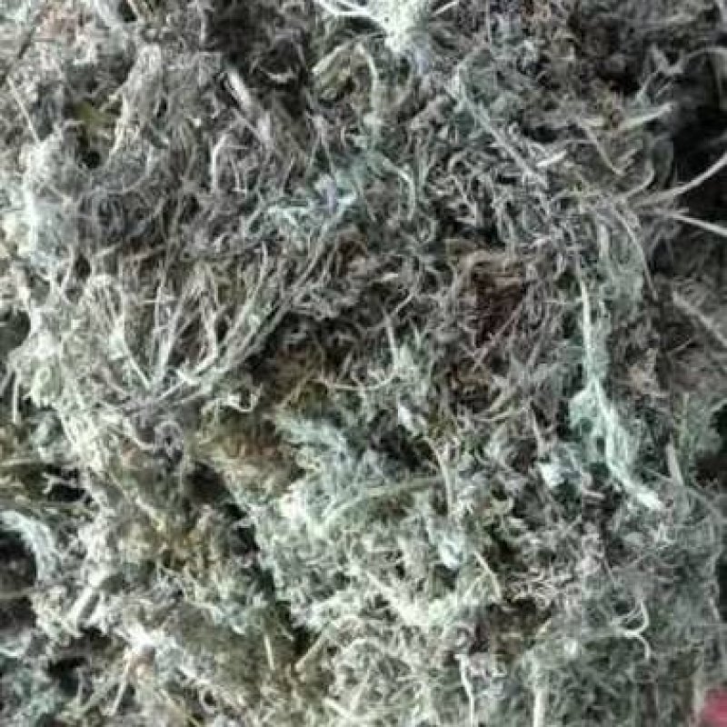 2022年中期茵陈大量供应！