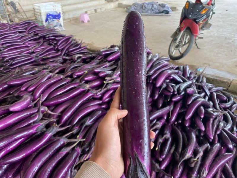 茄子基地货源产地直销一手货源可视频验货