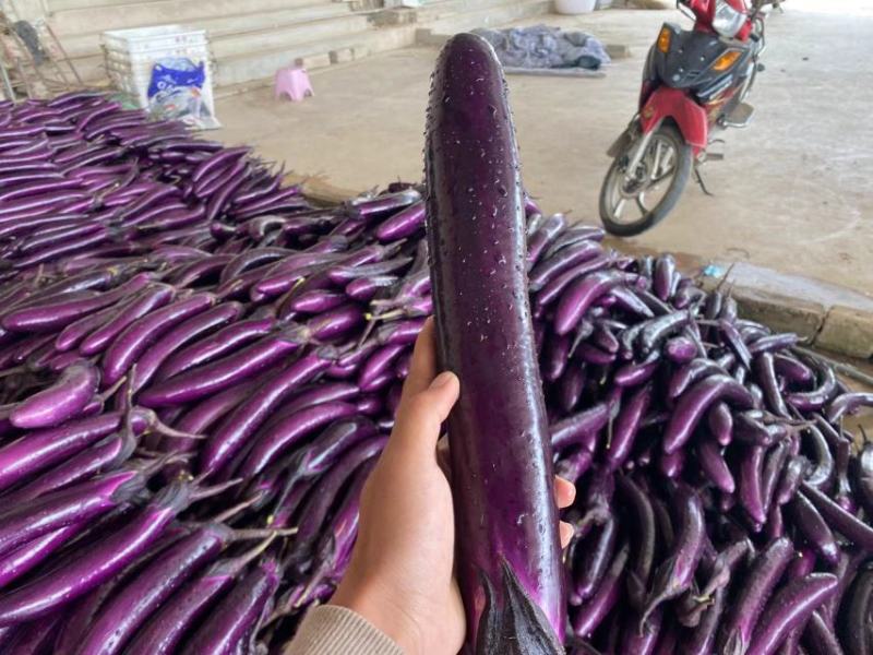 茄子基地货源产地直销一手货源可视频验货