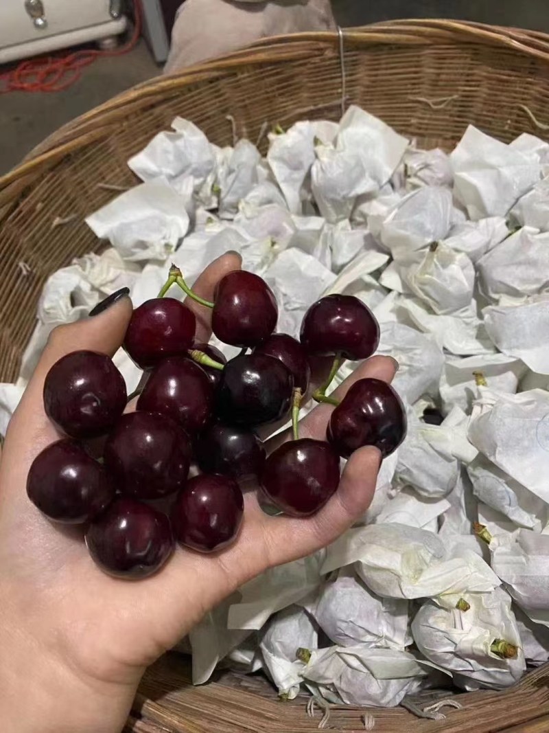 【套袋】天水胜利樱桃，货源充足，品种丰富，供应电商