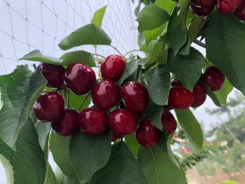 【套袋】天水胜利樱桃，货源充足，品种丰富，供应电商