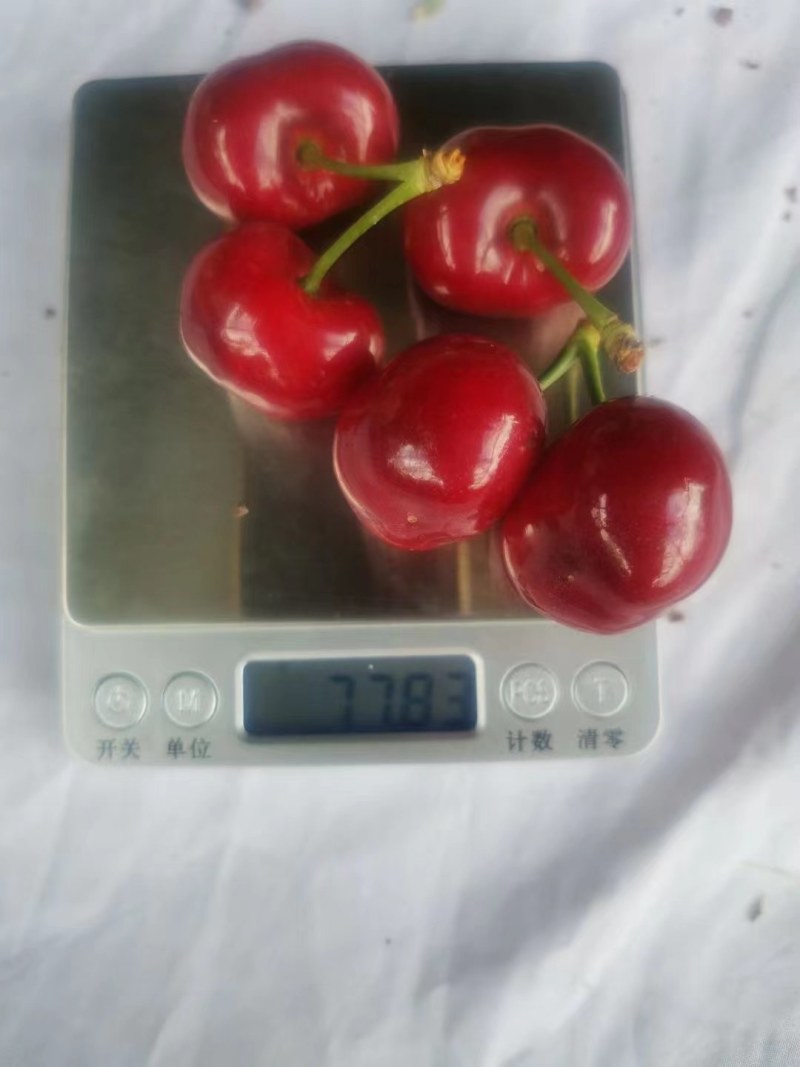 【套袋】天水胜利樱桃，货源充足，品种丰富，供应电商