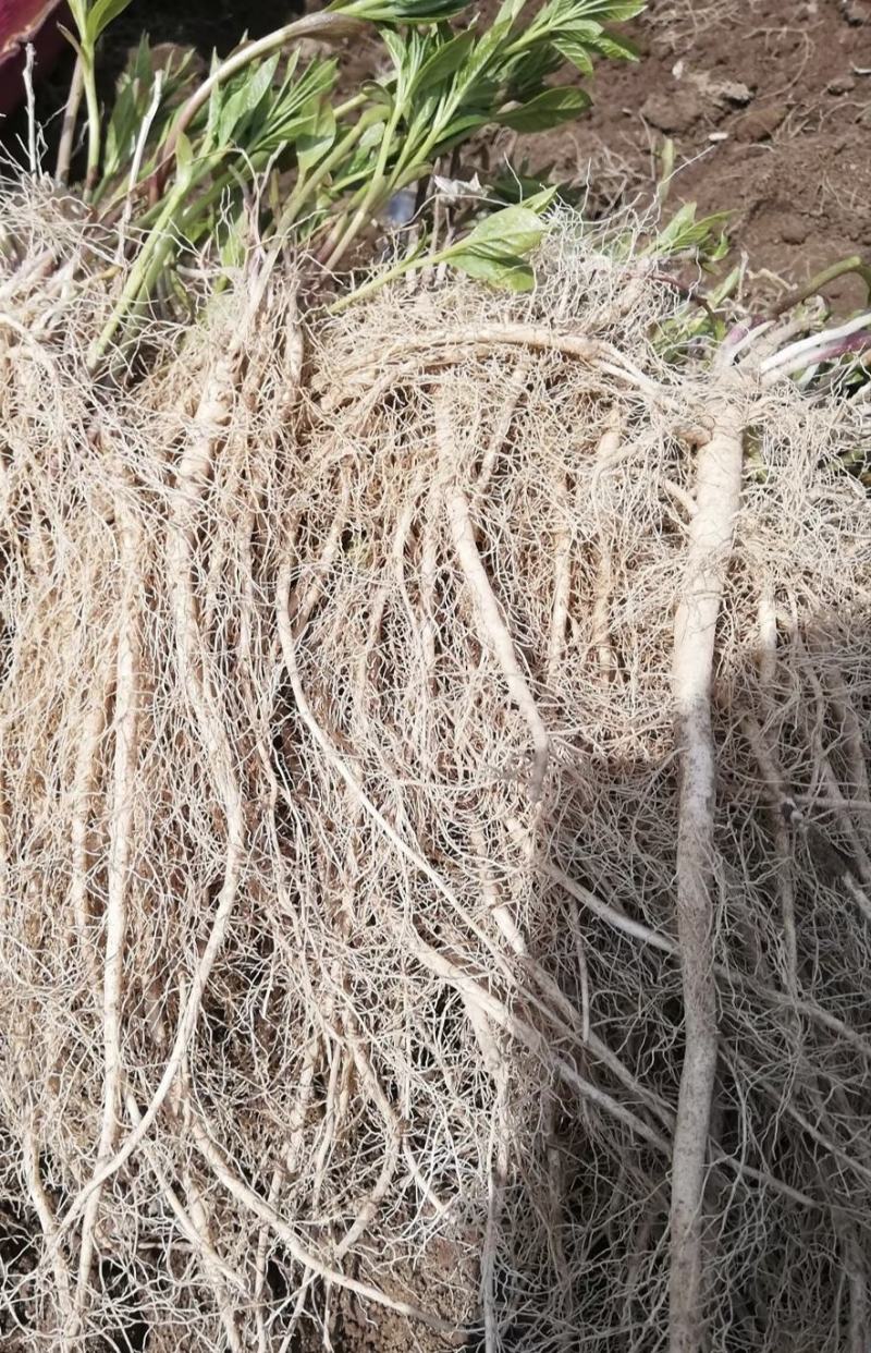 白鲜皮苗，品种好，质量优，基地直发，欢迎合作