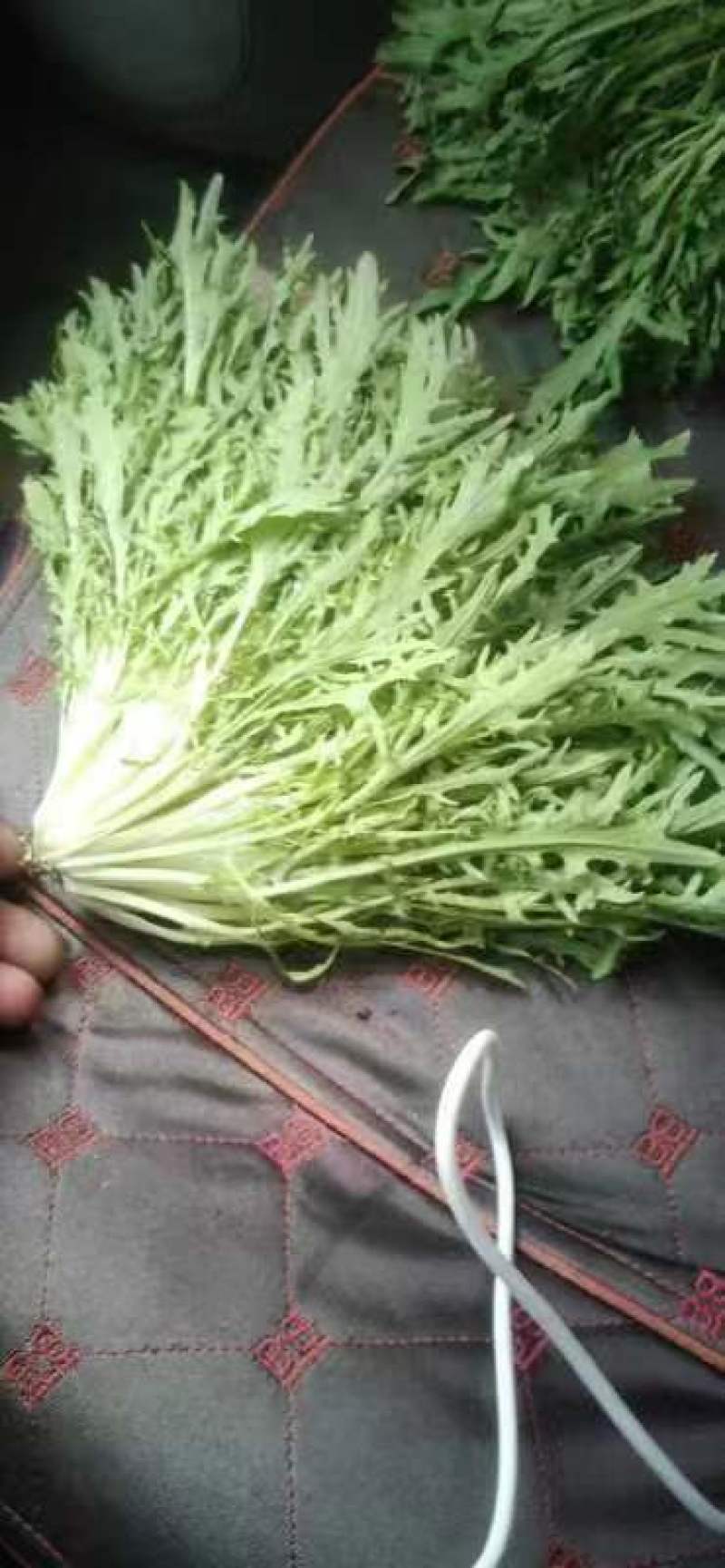 苦苣，精品苦苣，全年供应，各种包装齐全，