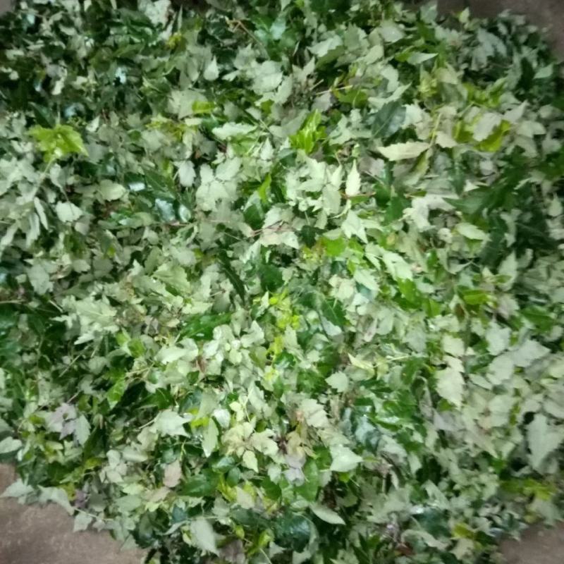 藤茶莓茶野生正品嫩叶非张家界农家制特产咽候长寿嗓亮富硒养