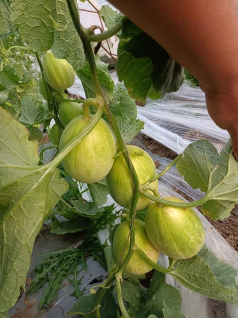 辽宁省优质蔬菜代办，总营香瓜，产地种植，现以大量上市，