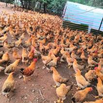 灵山母，清远麻母，长期大量出售山林放养2—3.5斤的母鸡