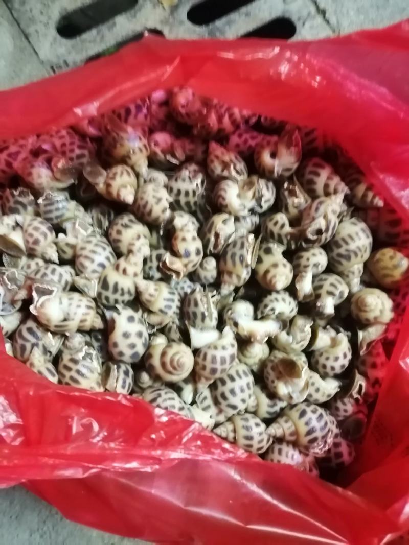 北部湾单冻香螺，价格连美，品质鲜美，工厂直销，大众适用