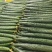 精品黄瓜大量上市需要的联系产量大量大从优