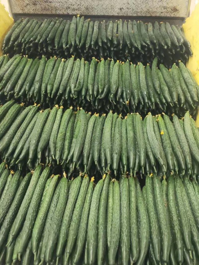 精品黄瓜大量上市需要的联系产量大量大从优