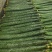 精品黄瓜大量上市需要的联系产量大量大从优