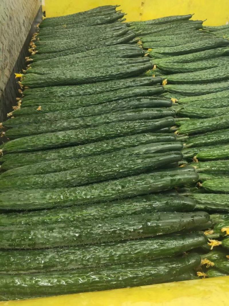 精品黄瓜大量上市需要的联系产量大量大从优