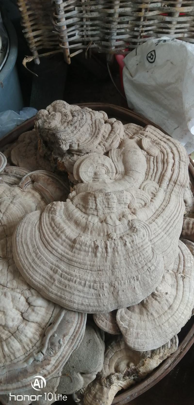 纯野生平盖灵芝