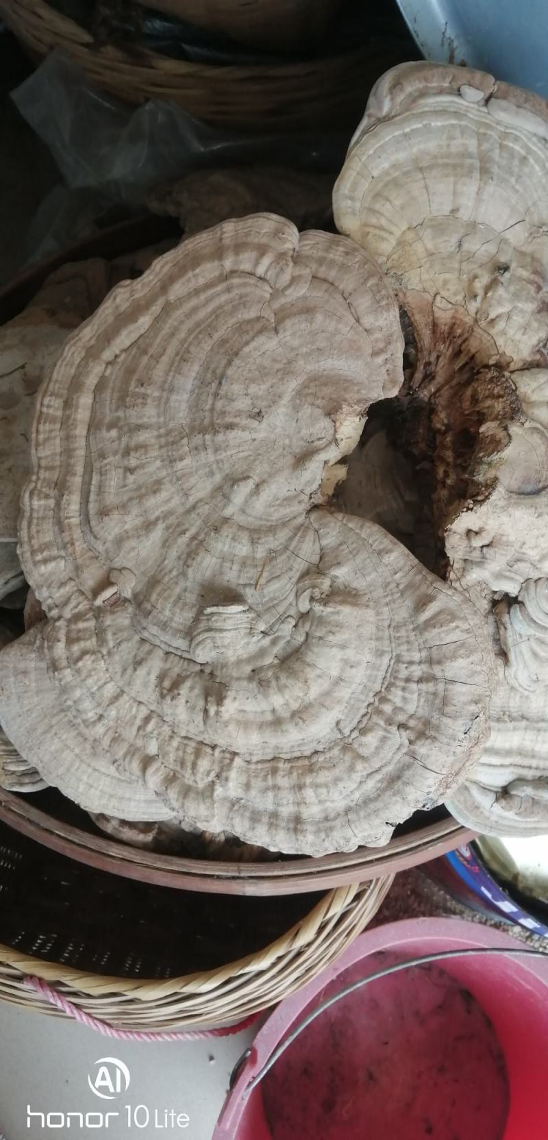 纯野生平盖灵芝
