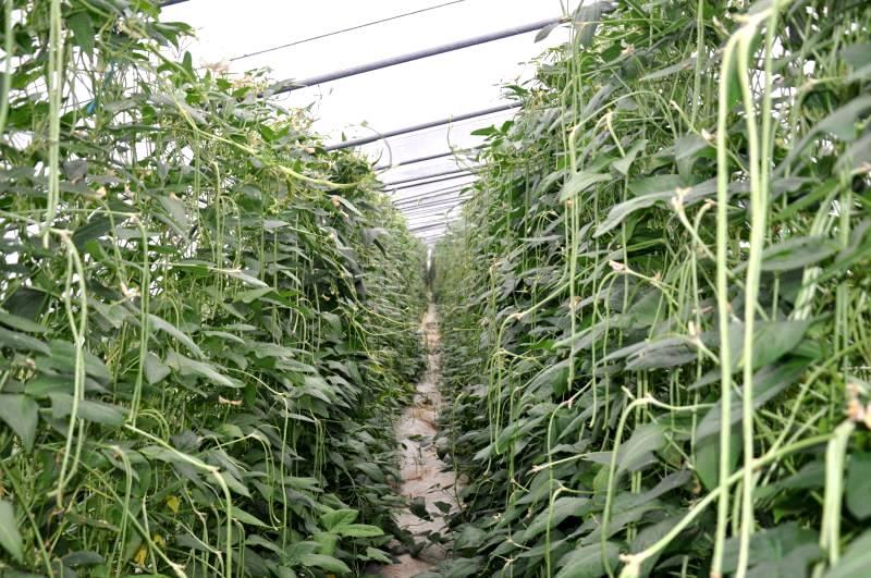 豆角炭疽病症状图