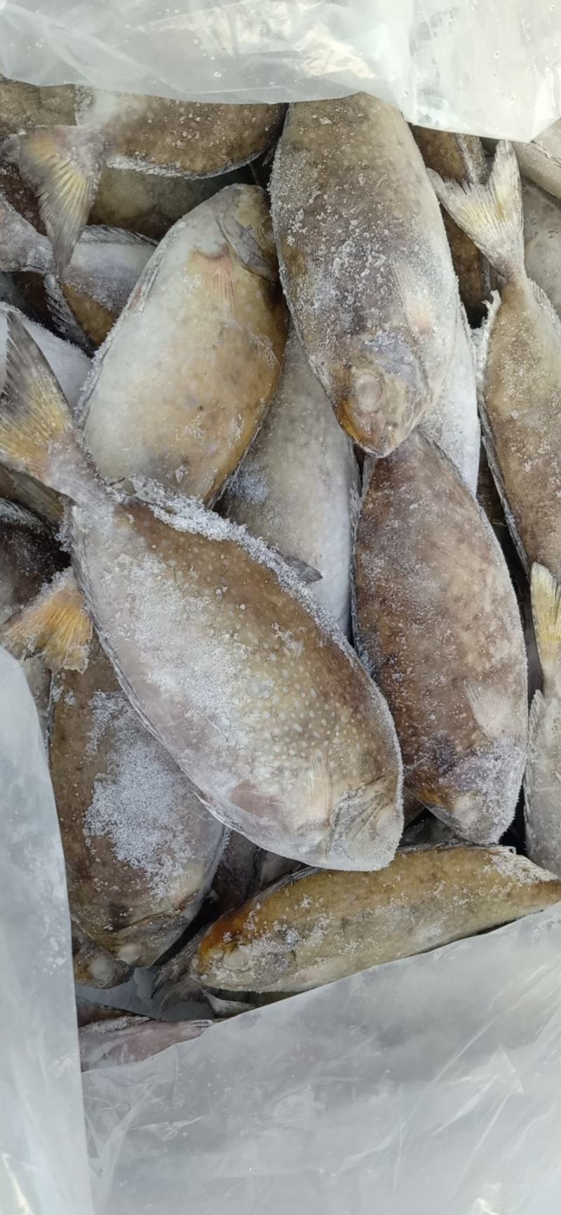 北部湾单冻泥猛鱼，价格连美，品质鲜美，大众适用