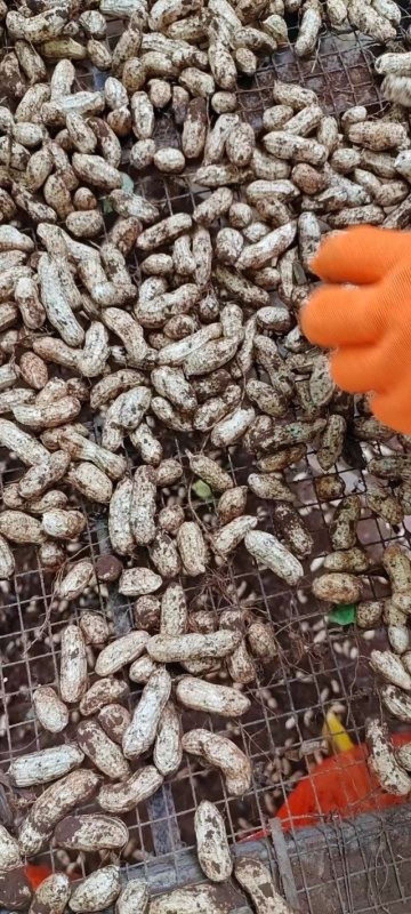 【推荐】花生大量上市有货，产地直供，欢迎联系看货