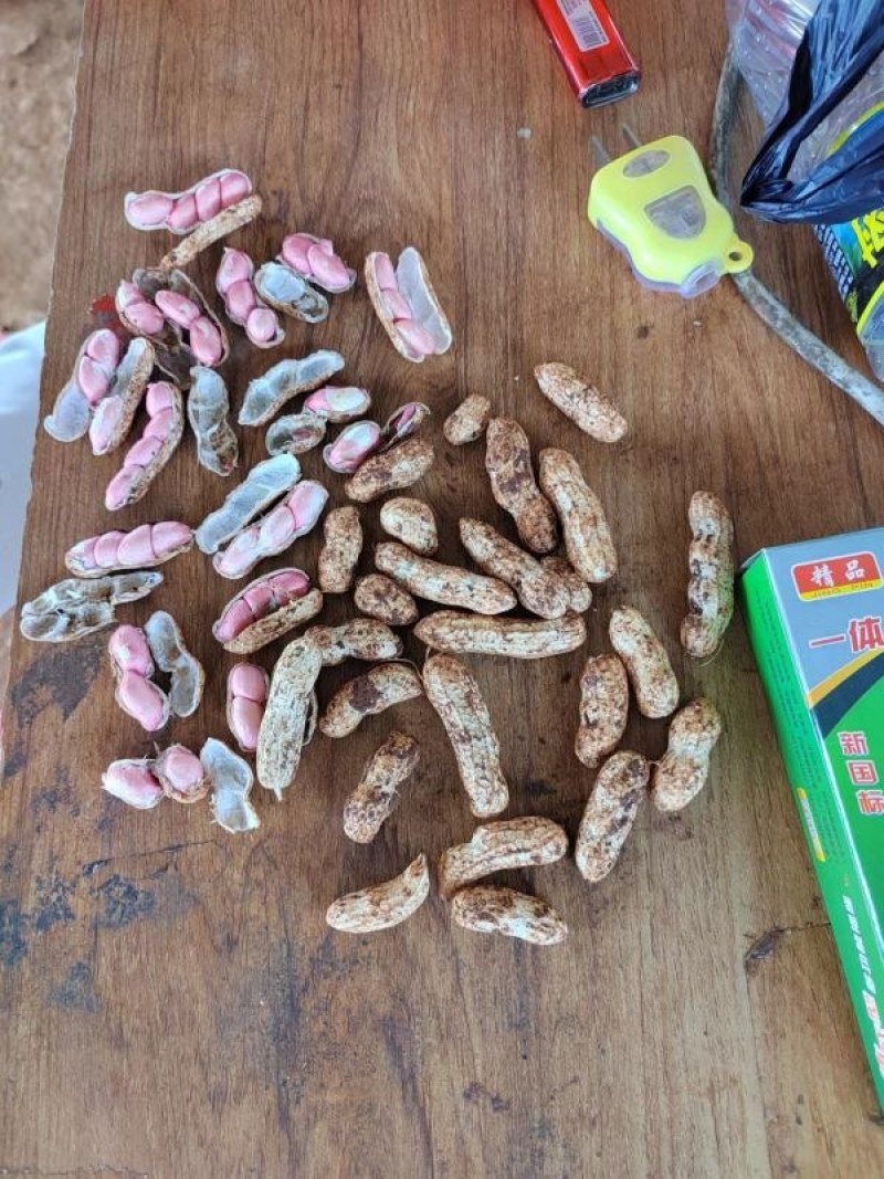 【推荐】花生大量上市有货，产地直供，欢迎联系看货