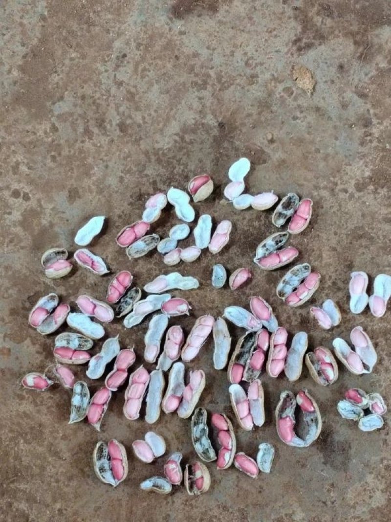 【推荐】花生大量上市有货，产地直供，欢迎联系看货