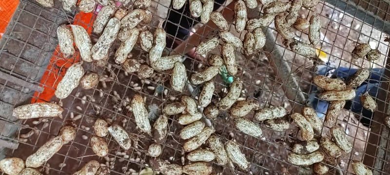 【推荐】花生大量上市有货，产地直供，欢迎联系看货