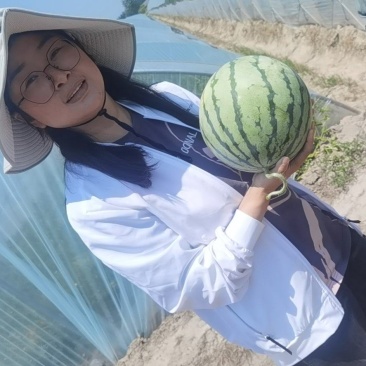 东台精品西瓜8424，口感好，产地直供。