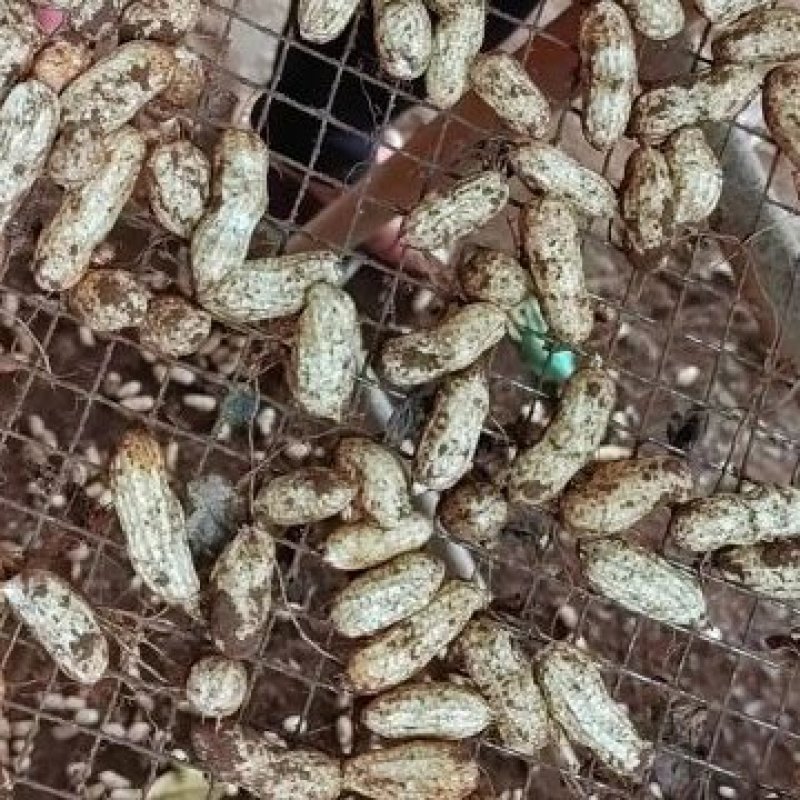【推荐】花生大量上市有货，产地直供，欢迎联系看货