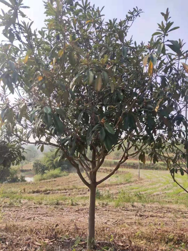 精品枇杷！黑土田苗，分枝统一，树型漂亮！全国发货！