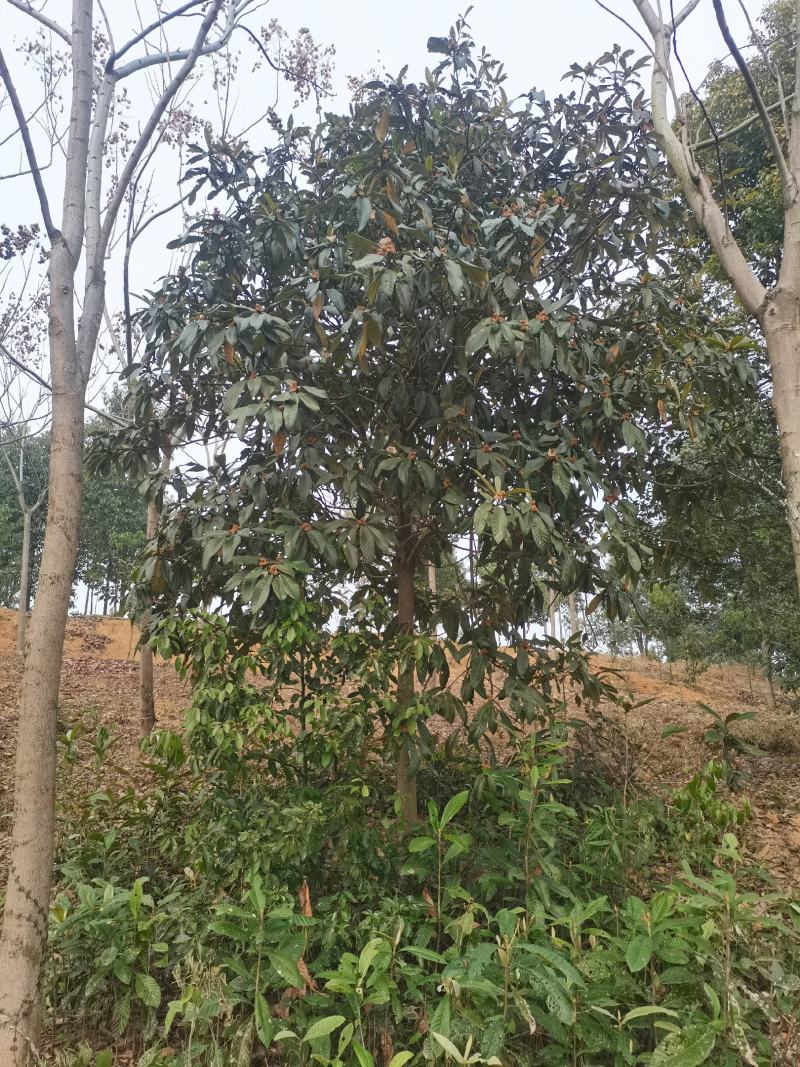 精品枇杷！黑土田苗，分枝统一，树型漂亮！全国发货！