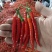 小米椒朝天椒特辣红米椒