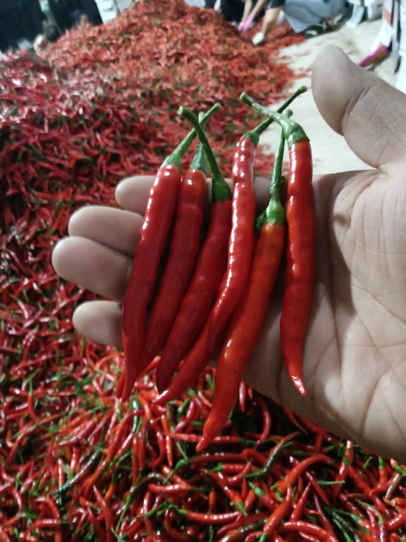 小米椒朝天椒特辣红米椒
