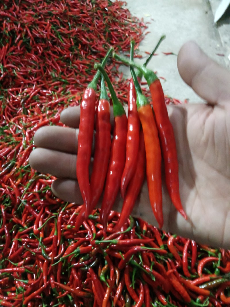 小米椒朝天椒特辣红米椒