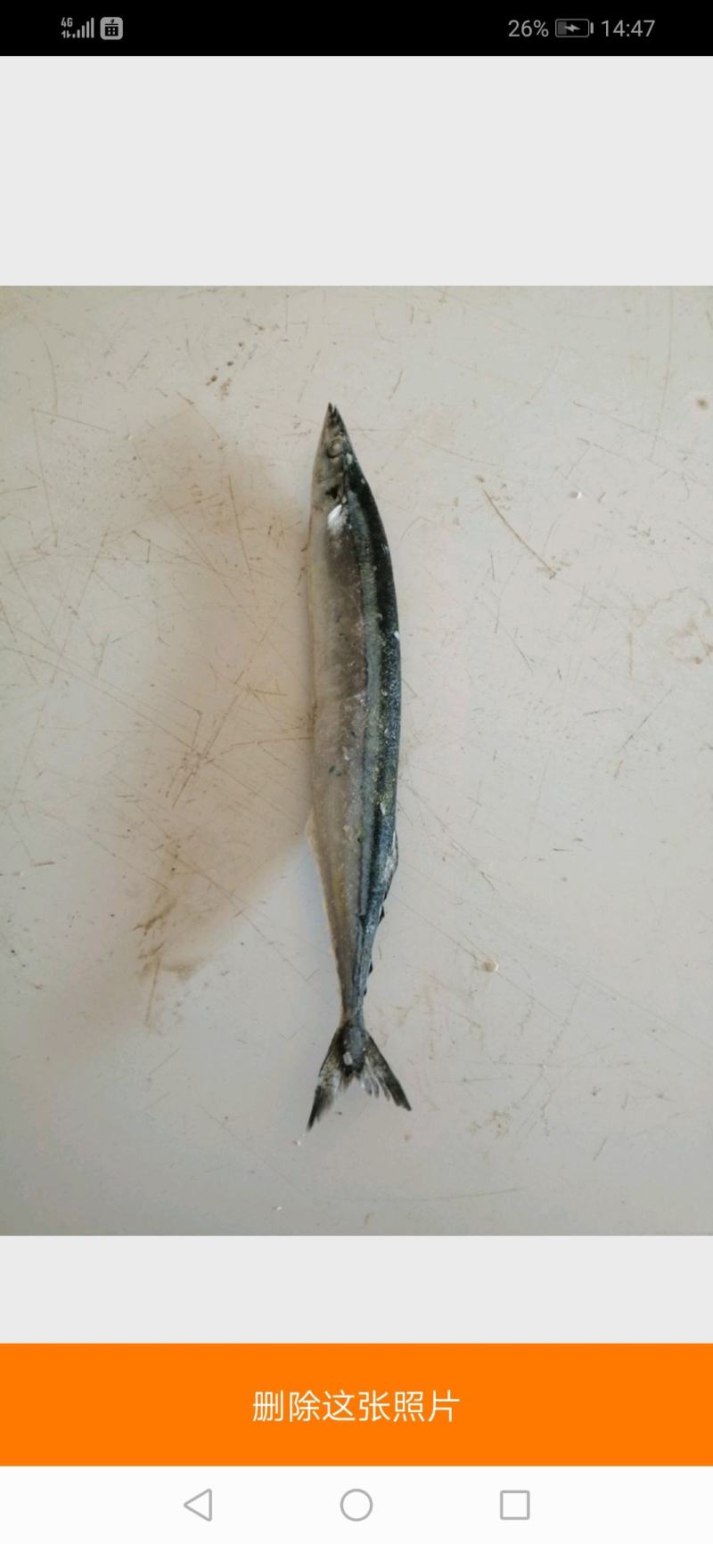 北部湾船冻秋刀鱼，价格连美，品质鲜美，大众适用