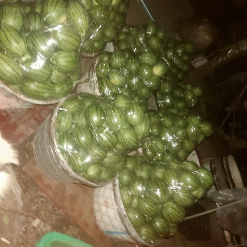 无子小西瓜
