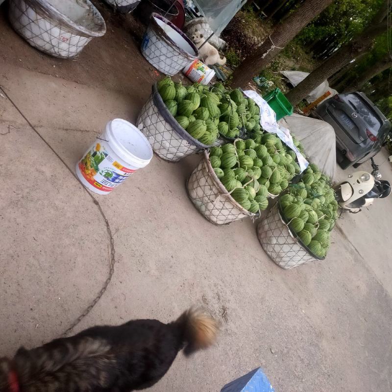 无子小西瓜